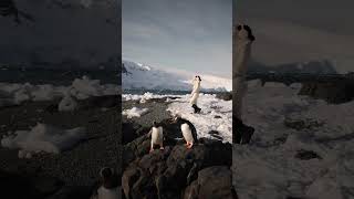 COUPLE GOALS?! 🐧🤣🇦🇶 #antarctica #shorts #penguins