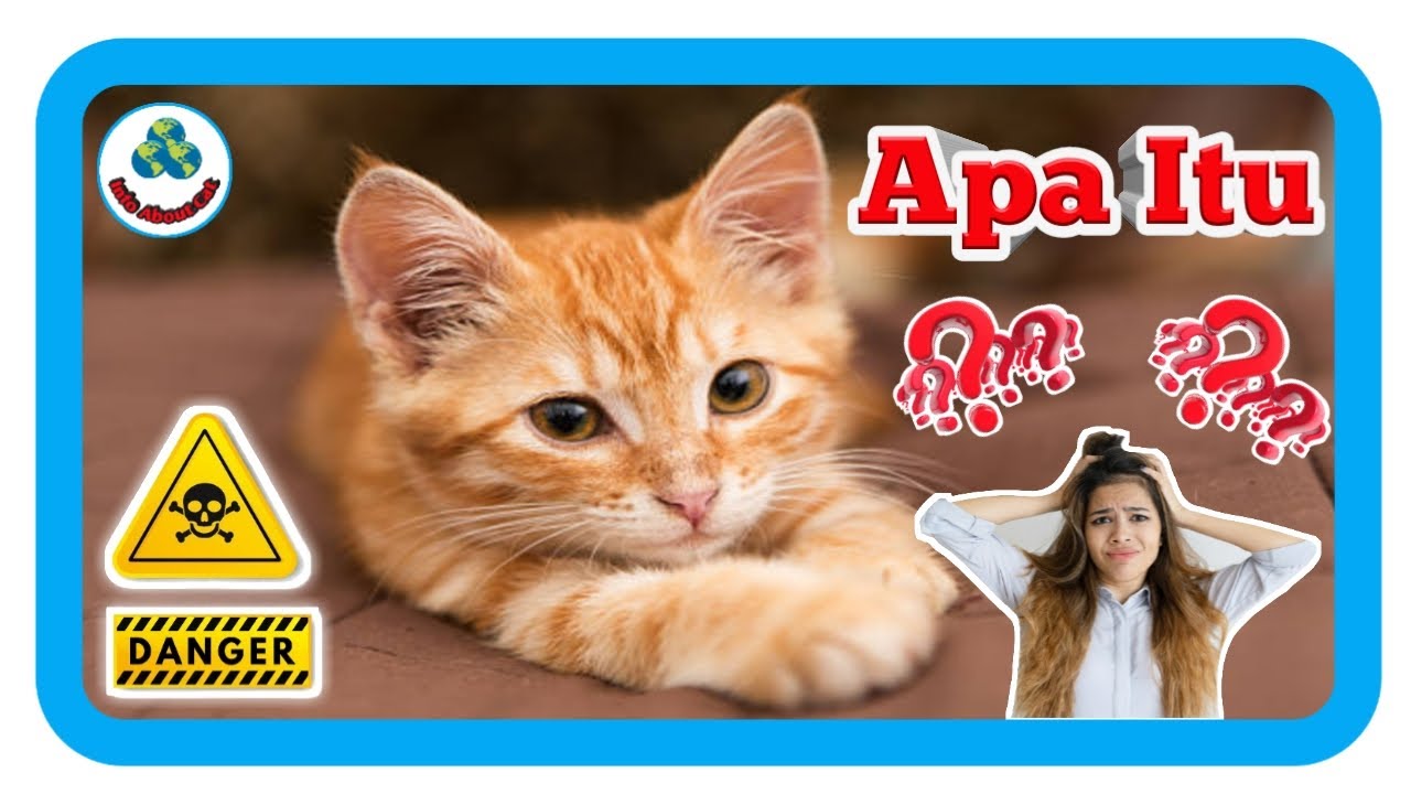 VIRUS PANLEUKOPENIA PADA KUCING 