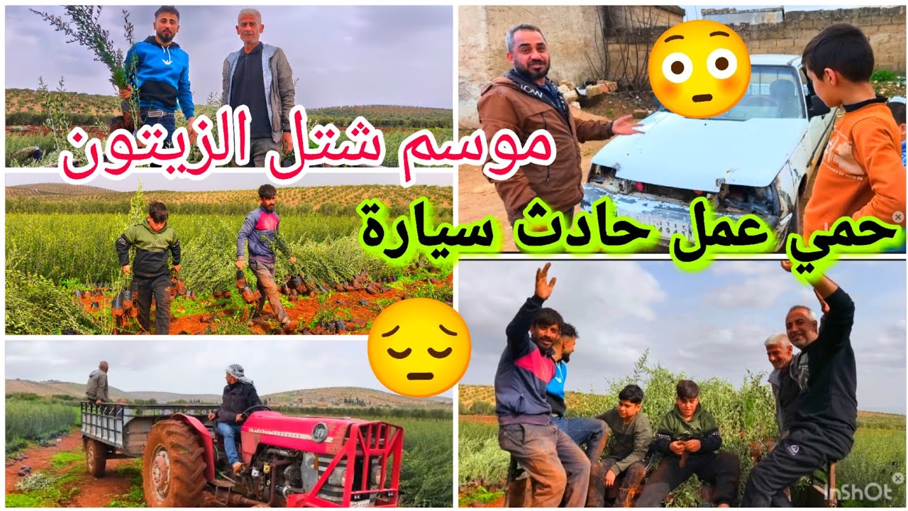 اجواءالضيعا موسم شتل الزيتون وحامه عمل حادث🥹💔