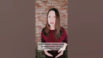 Зачем снежные барсы жуют свой хвост