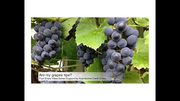 Are my grapes ripe?