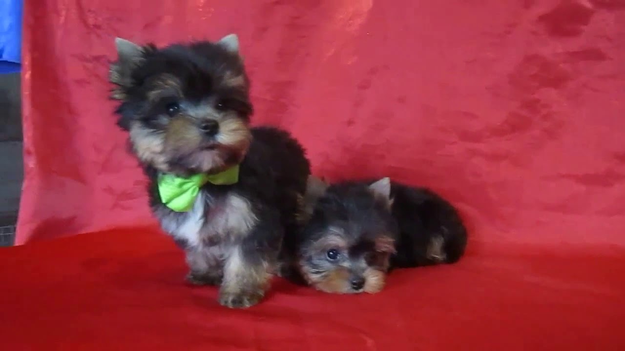 Catei Yorkshire Terrier Mini De Vanzare Youtube