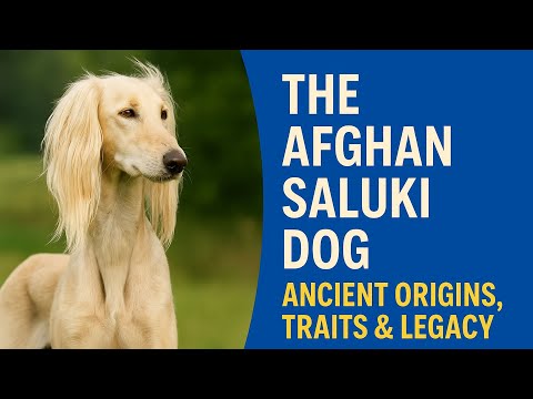 The Afghan Saluki | From Desert Hunter to Modern Marvel