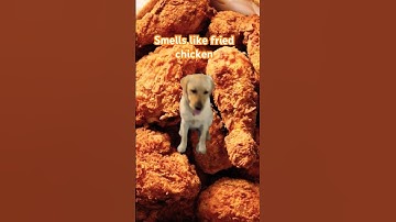 Oops I farted again#viral #funny #dog #labrador