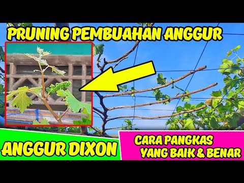 Video: Memangkas Anggur Pisau - Cara Memotong Pokok Anggur Pisau