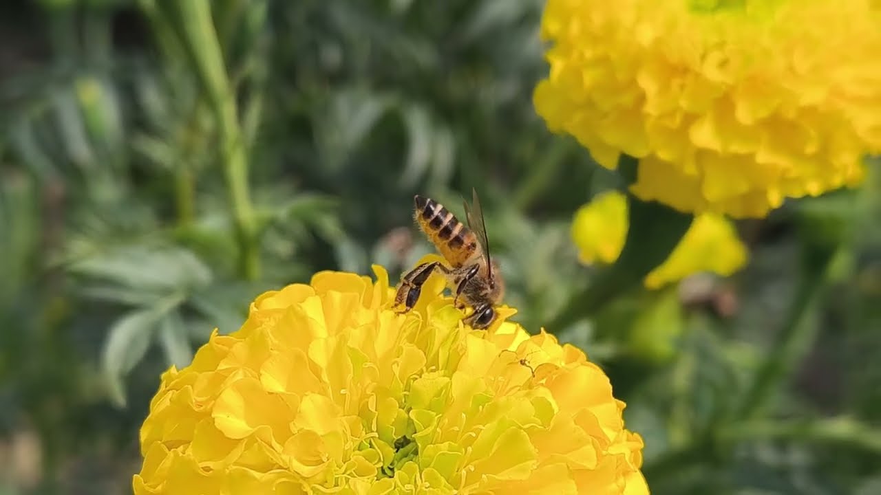 How Bees Collect Honey from Flowers 🌸🐝 | Honey Making Process in Nature 4K Ultra HD