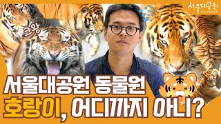 사육사가 알려주는 서울대공원 호랑이의 모든 것!  Ask the tiger breeder a question, Seoul Grand Park Tiger's Everything.
