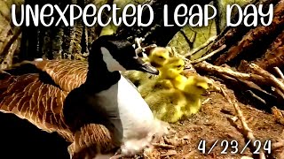 Decorah Goose Cam ▪︎ Dramatic Leap Day ▪︎ 1 First, Remaining 2  Later ▪︎ RRP Update ▪︎ Explore.org