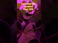 Корни через 21 день #гортензияметельчатая #саженцы #черенкование