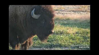 Close up view of Bison - Bison Watering Hole - explore.org - Grasslands National Park