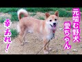 【元噛む野犬】愛ちゃん三重県へ旅立ちました❗️