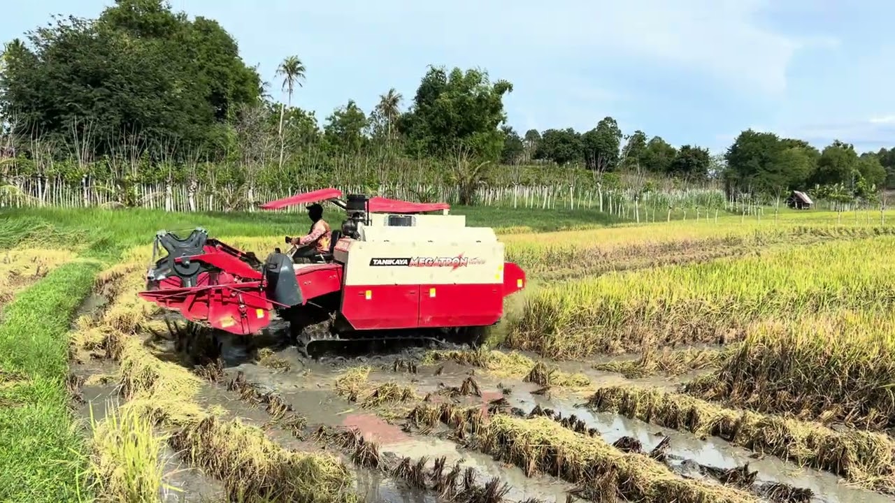 Panen di bulan ramadhan #tanikaya 