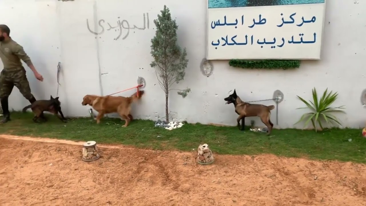 تجهيز الدفعه الجديده من #كلاب شرسه 🐶 للحراسه وتم غرس فيهم القوه والحمايه والشجاعه