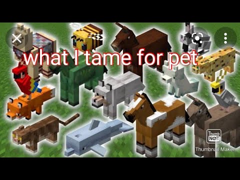 What I Tame Dog Horses Cat Minecraft Game Play 4 Youtube