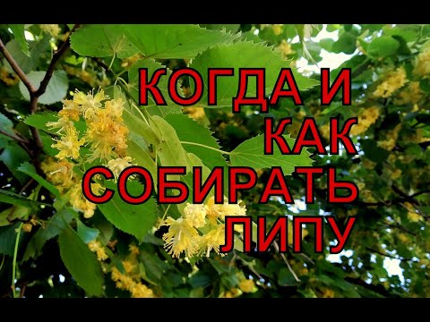Видео: Как исправить цветение липы и падение плодов