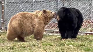 Frankie (black bear) playing with Jenny (syrian brown bear).