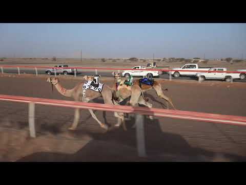 الشوط٧ الظبي لـ ذياب ظافر عيسى المقبالي حجايج ٤كم 