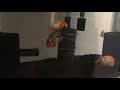 らんちゅう水槽底砂ブラックホールを入れました。