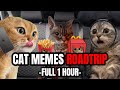 Cat memes one hour of ultimate cat memes roadtrip