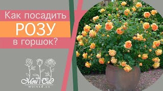 Как посадить розу в горшок?