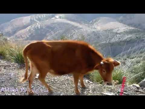 رشيد برياح   الغنية رأي المغرب اغاني مغربية راي قديمة الفنان رشيد بلريح