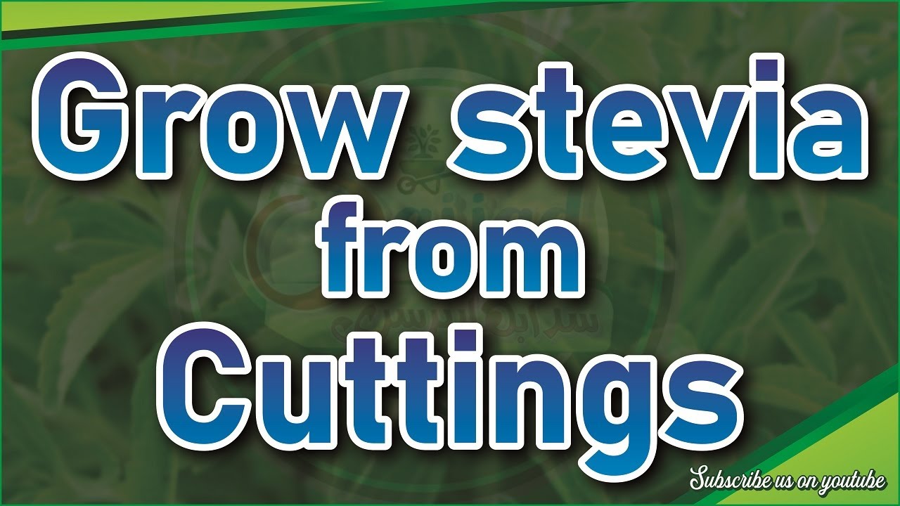 how-to-grow-stevia-from-cuttings-with-results-urdu-hindi-stevia-viral