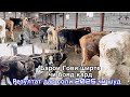Парвариши Бука Дар соли 2025 резултат чи шуд,  ДЕХКОН БАЧА,     30 января 2025 г.