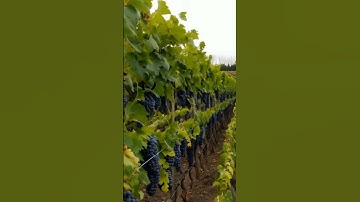 The Hidden Wonders of Grapes 55 #grapevine #wine #grapeharvest #fruit #grapegrowing #farming #grape