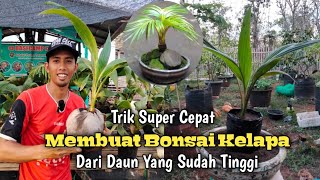 Cara Cepat Membuat Bonsai Kelapa Dari Bahan Yang Sudah Tinggi Daun screenshot 3