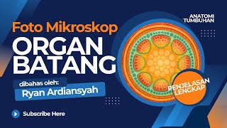 Materi 13. Anatomi Tumbuhan (Foto Pengamatan Mikroskop Organ Batang Monokotil dan Dikotil)