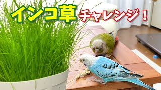 インコはインコ草を食べるのか！？