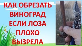 видео: ОБРЕЗКА ВИНОГРАДА ПРИ ПЛОХО ВЫЗРЕВШЕЙ ЛОЗЕ ОСЕНЬЮ. Как обрезать виноград? картинка: ОБРЕЗКА ВИНОГРАДА ПРИ ПЛОХО ВЫЗРЕВШЕЙ ЛОЗЕ ОСЕНЬЮ. Как обрезать виноград?