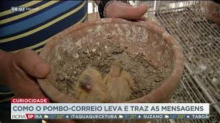 O Pombo de Natal leva correio para o Pai Natal. pombos postais em