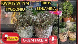 BIEDRONKA‼️KWIATY W TYM TYGODNIU💐PALMA KOKOSOWA, KAKTUS EUPHORBIA, LILIE ORIENTALNE I CIĘTE🪴