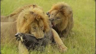 Gardenia Brothers Devouring a Warthog Alive