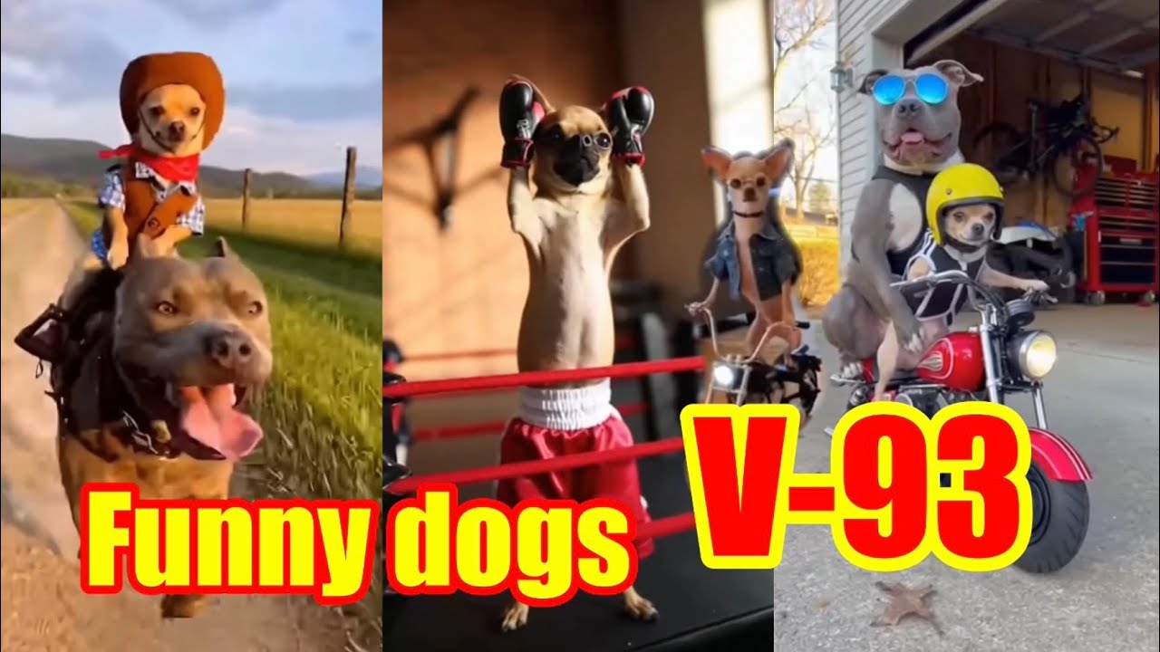 Funny dogs V-93 😂❤️😍#funny #animals 