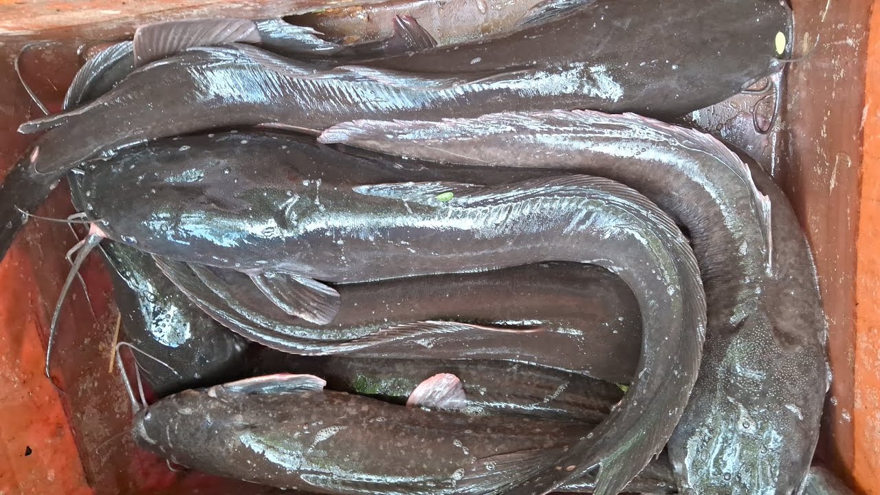 Macho Video YouTube macho-video-youtube