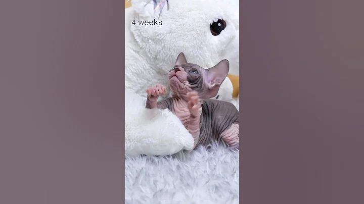 🐱Playing and playing, the little sweet bean grew up❤️ #shorts #sphynx #kitten #cute