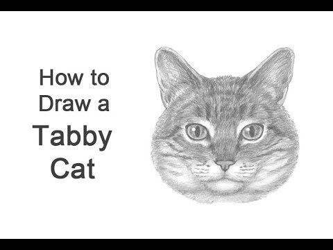 How To Draw A Tabby Cat Head Detail Youtube