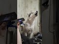 Хаски поет 🐺