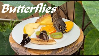 Horniman Museum Butterfly House