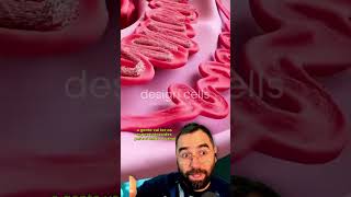 O Caminho Do Espermatozoide Da Produção À Liberação