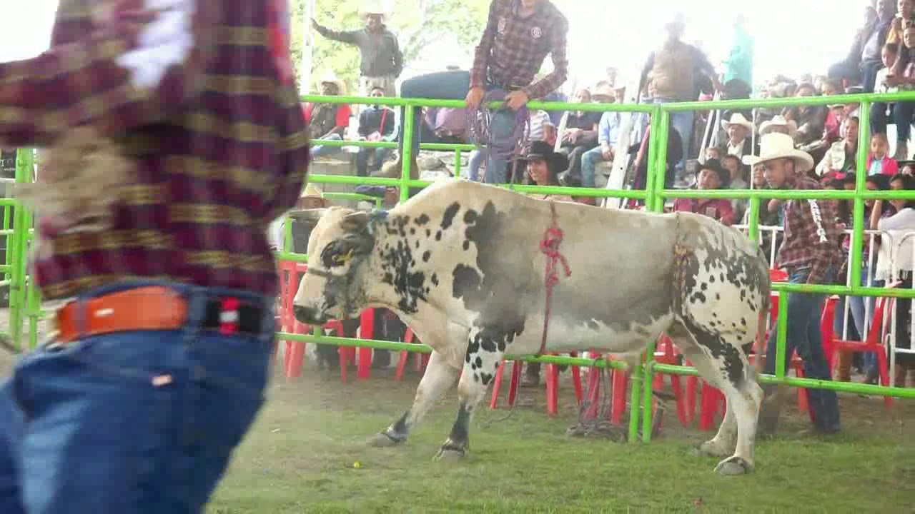 GOBERNADOR barriga in spanish