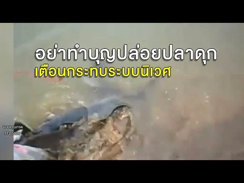 วีดีโอ: ปลาดุกกินคนในน้ำได้ไหม?