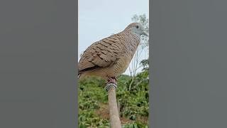 Download lagu Suara Burung Perkutut Pikat Memanggil Lawan