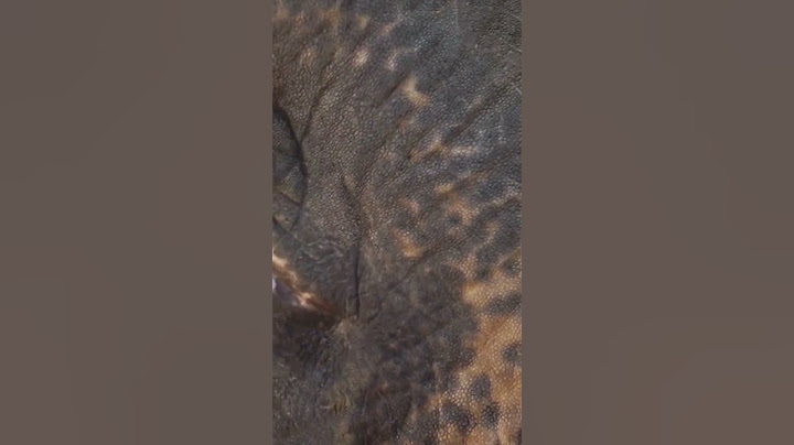 Elephant Eye