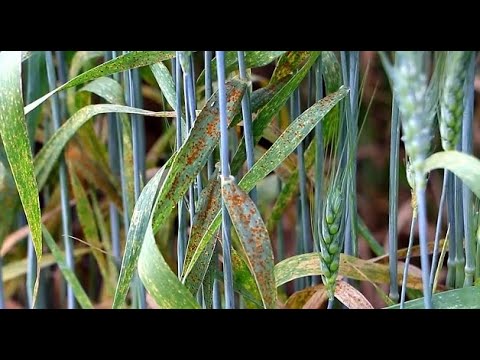 Video: Nemoci rzi pšenice – tipy na léčbu rzi v rostlinách pšenice