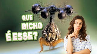 O Fascinante Mundo dos Insetos - Mundo animal