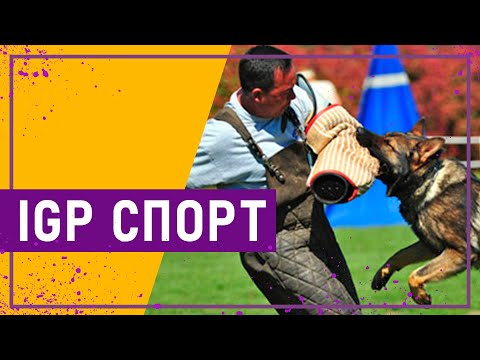 Вот это спорт! IGP СПОРТ