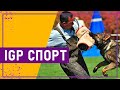 Вот это спорт! IGP СПОРТ